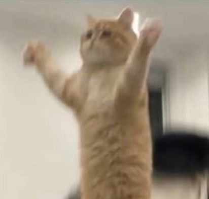 Cat held up in the air